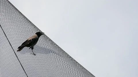 Hooded crow (Corvus cornix) Stock Footage 205130856