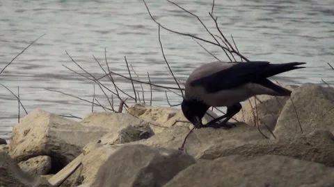 Hooded crow (Corvus cornix) Stock Footage 250297674