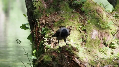 Hooded crow - Corvus cornix Stock Footage 278087611