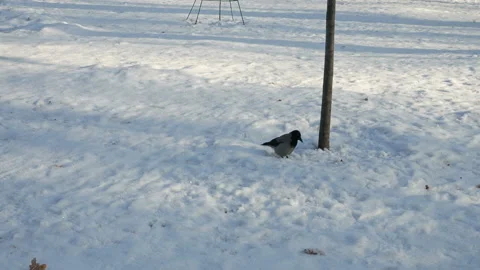 Hooded crow (Corvus cornix) foraging for food in the snow. Finland. Stock Footage 145220304
