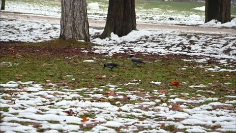 Hooded crow (Corvus cornix) looking for food in Tivoli Park, Ljubljana Stock Footage 168909184