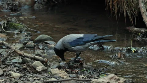 A Hooded Crow (Corvus Cornix) Is Pecking At The Ground Near A Small Woodland Bro Stock Footage 315523124