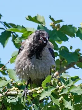 Hooded crow (Corvus cornix) Stock Photos