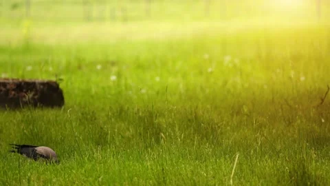 Hooded crow (Corvus cornix, scald-crow or hoodie) is Eurasian bird species in Stock Footage 220795660