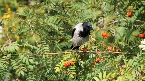 Hooded crow (Corvus cornix) siting on tree branch. Stock Footage 115964913
