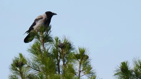 Hooded crow (Corvus cornix) on the top of pine Stock Footage 282740043
