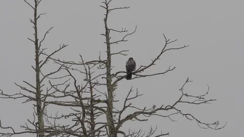 Hooded crow (Corvus cornix) in a tree in winter. Finland. Stock Footage 89889519