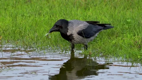 Hooded Crow (Corvus cornix) at the water's edge in the meadow 스톡 동영상 166598469