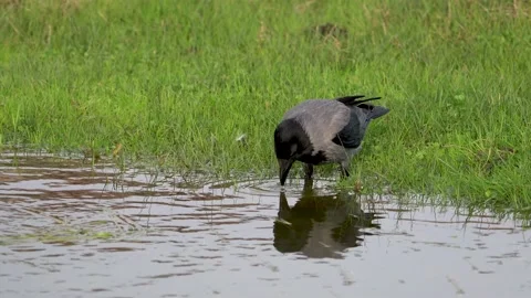 Hooded Crow (Corvus cornix) at the water's edge in the meadow Stock Footage