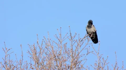 Hooded crow (Corvus corone cornix) sitting on a bare tree Stock Footage 12677900