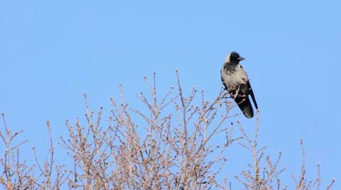 Hooded crow (Corvus corone cornix) sitting on a bare tree and flying away Stock Footage 12677901