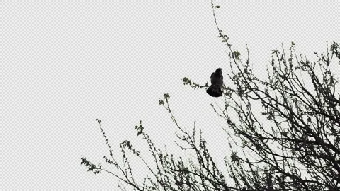 A hooded crow Corvus sits on a tree branch. Alpha channel included Video stock 308488223