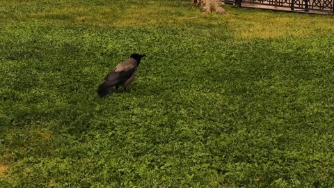 Hooded crow crowing Black crows in the garden. intelligent birds in the city. Stock Footage 240940177