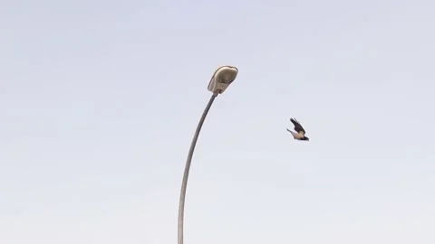 Hooded crow crowing on the lamppost.  Grey, Black crows in the city Stock Footage 172009891
