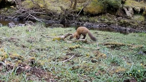 Hooded Crow Dive Bombs Foraging Pine Marten, Isle of Skye 스톡 동영상 337878391