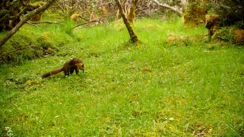 Hooded Crow Dive Bombs Pine Marten After Tree Climb, Isle of Skye Vídeos de archivo 340325561