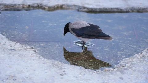 Hooded crow drinking water from a puddle on a concrete surface Stock Footage 340451012