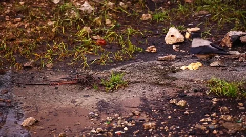Hooded crow eats the bread. Stock Footage 50237813