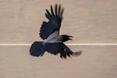 Hooded crow in flight Stock Photos