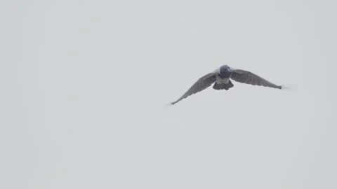 Hooded crow flying, bird in flight Stock Footage 344278021