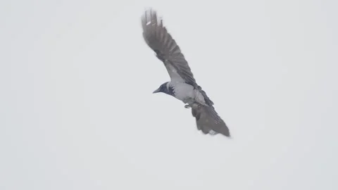 Hooded crow flying, bird in flight Stock Footage 344278062