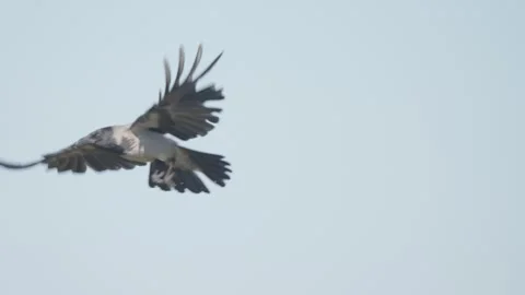 Hooded crow flying, bird in flight Stock Footage 344278104