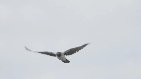 Hooded crow flying, bird in flight Stock Footage 344278115
