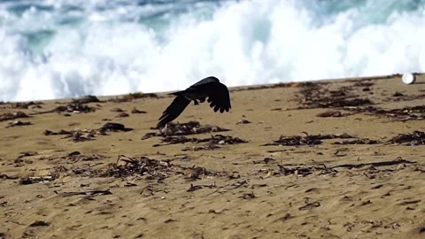 Hooded crow flying by the ocean Stock Footage 170143150