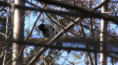 Hooded crow Stock Footage 18185641