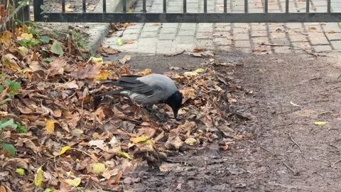 Hooded Crow Foraging Among Fallen Leaves in Autumn Park 库存影片 341865264