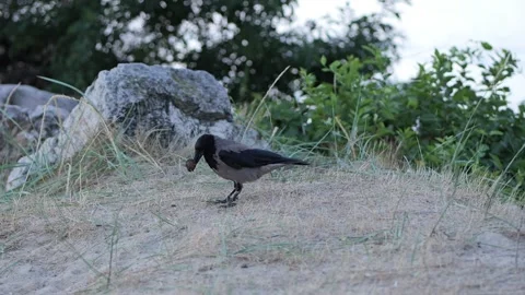 Hooded crow foraging and finding a nut on the ground Stock Footage 340451013