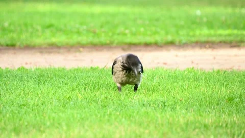 Hooded crow foraging and walking on grassy park lawn Stock Footage 338408522
