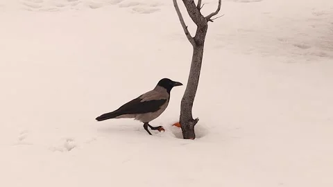 Hooded Crow Foraging, Finding and Eating Walnut, Then Cawing in Winter Snow Stock Footage 328341716