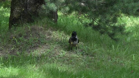 Hooded Crow Foraging in Shaded Grass Beneath a Pine Tree Trunk in Summer Park. Video stock 337948235