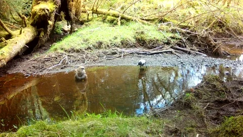 Hooded Crow Harassing Common Buzzard at Burn, Trail Camera Wildlife Isle of Skye Video stock 334681207