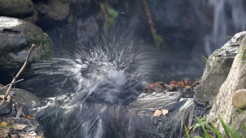 Hooded Crow Having a Bird Bath in a Stream, Ireland Stock Footage 339083284