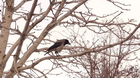 Hooded Crow Head-Bob Pre-Call and Classic Caw | Authentic Wildlife Sound Video stock 328493676