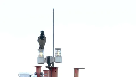 Hooded Crow high on the antenna, observation (Corvus cornix), resident bird Stock Footage 335669999
