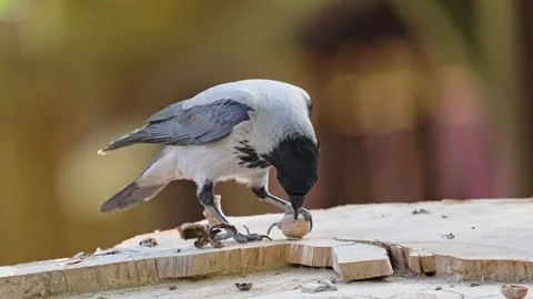 Hooded crow holds a nut in its beak. Funny animals. Stock Footage 278654809
