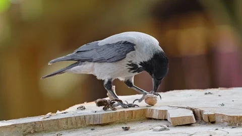 Hooded crow holds a nut in its beak Stock Footage 278655419