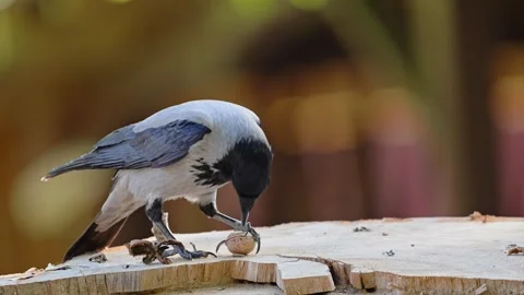 Hooded crow holds a nut in its beak outdoor Stock Footage 279893949
