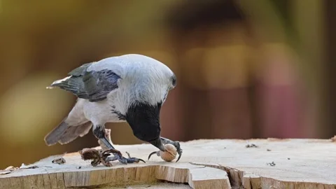 Hooded crow holds a nut in its beak Stock Footage 287957795