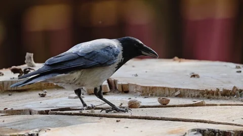 Hooded crow holds a nut in its beak Stock Footage 288632437