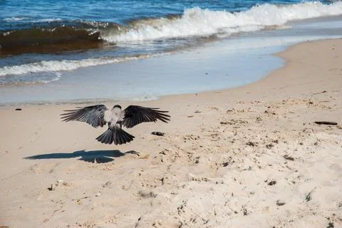 Hooded crow in mid flight over sandy beach near sea waves on a sunny day, sym Stock Photos