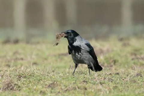 Hooded crow with nesting material Stock Photos
