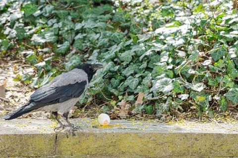 Hooded Crow Observing an Eggshell 스톡 사진