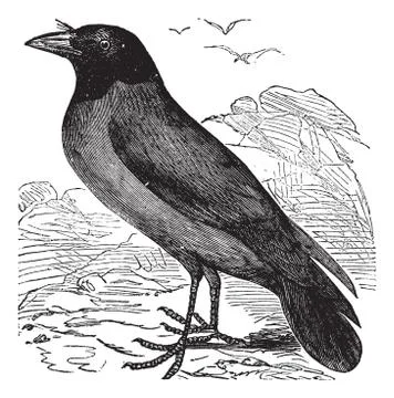 Hooded Crow or Hoodiecrow or Corvus cornix vintage engraving Stock Illustration