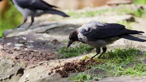 Hooded Crow Pair Foraging on Rocks and Grass in Berlin Stock Footage 323410928
