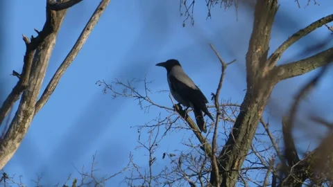 Hooded crow perched on a bare tree branch against a clear blue sky background Stock Footage 330436800