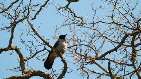 A hooded crow perched on bare tree branches against a clear blue sky Stock Footage 337242607